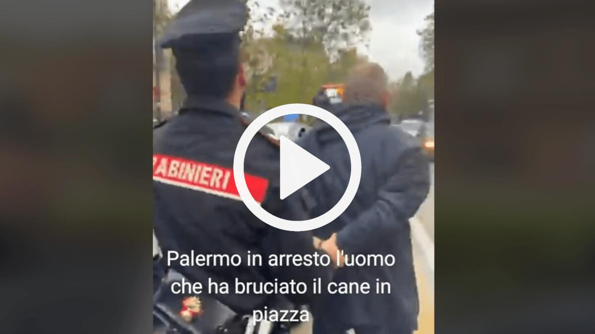 Brucia Pitbull a Palermo: il video dell’arresto dell’autore del gesto - 