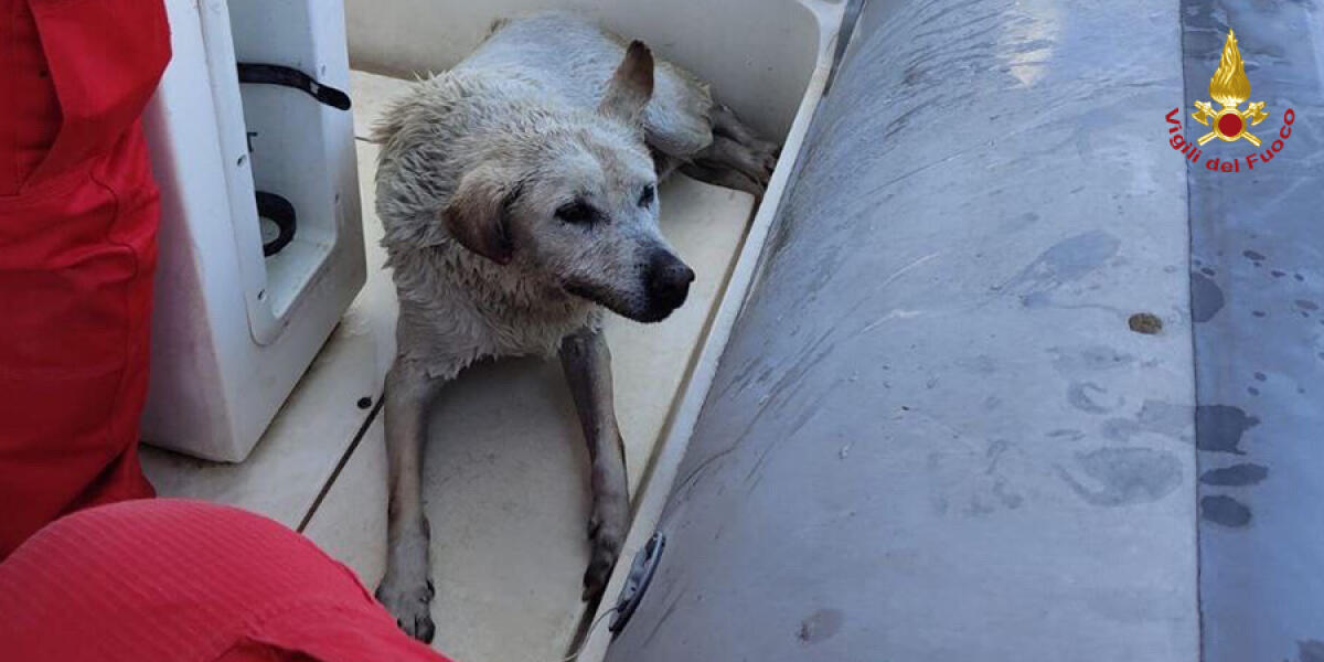 Salvataggio di un cane dalle acque del porto di Messina - 
