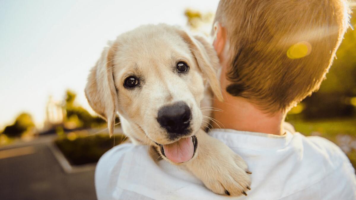 Sconto Tari del Comune di 200 Euro per chi adotta un cane - 