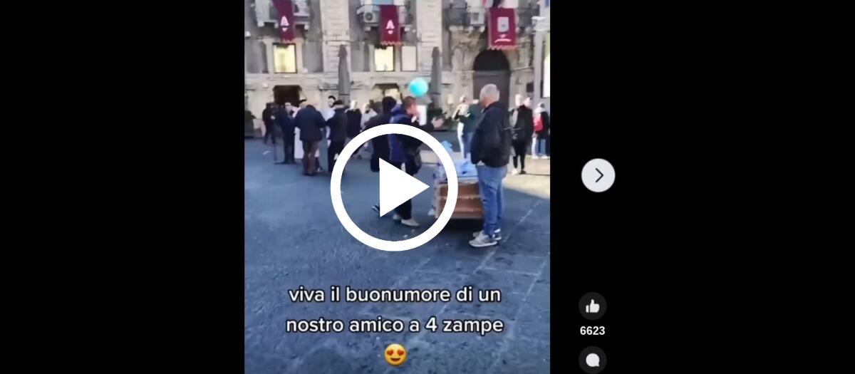 "Il video più divertente che vedrai oggi", guarda che è successo a Catania [VIDEO] - 