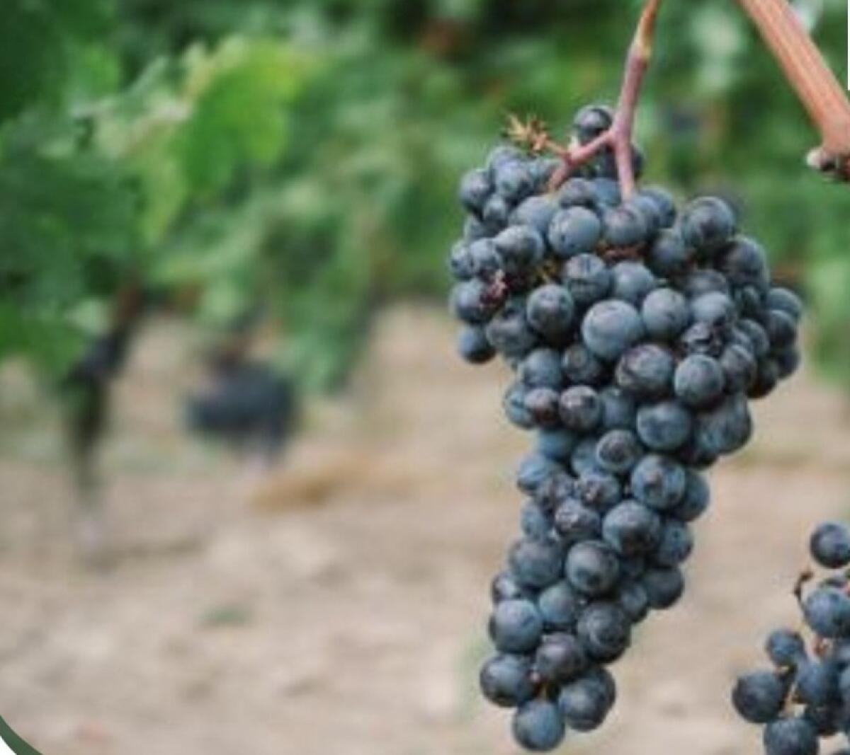Presidente Schifani: "Boom export agroalimentare nel Sud-Est siciliano, lavoriamo per cargo a Comiso" - 