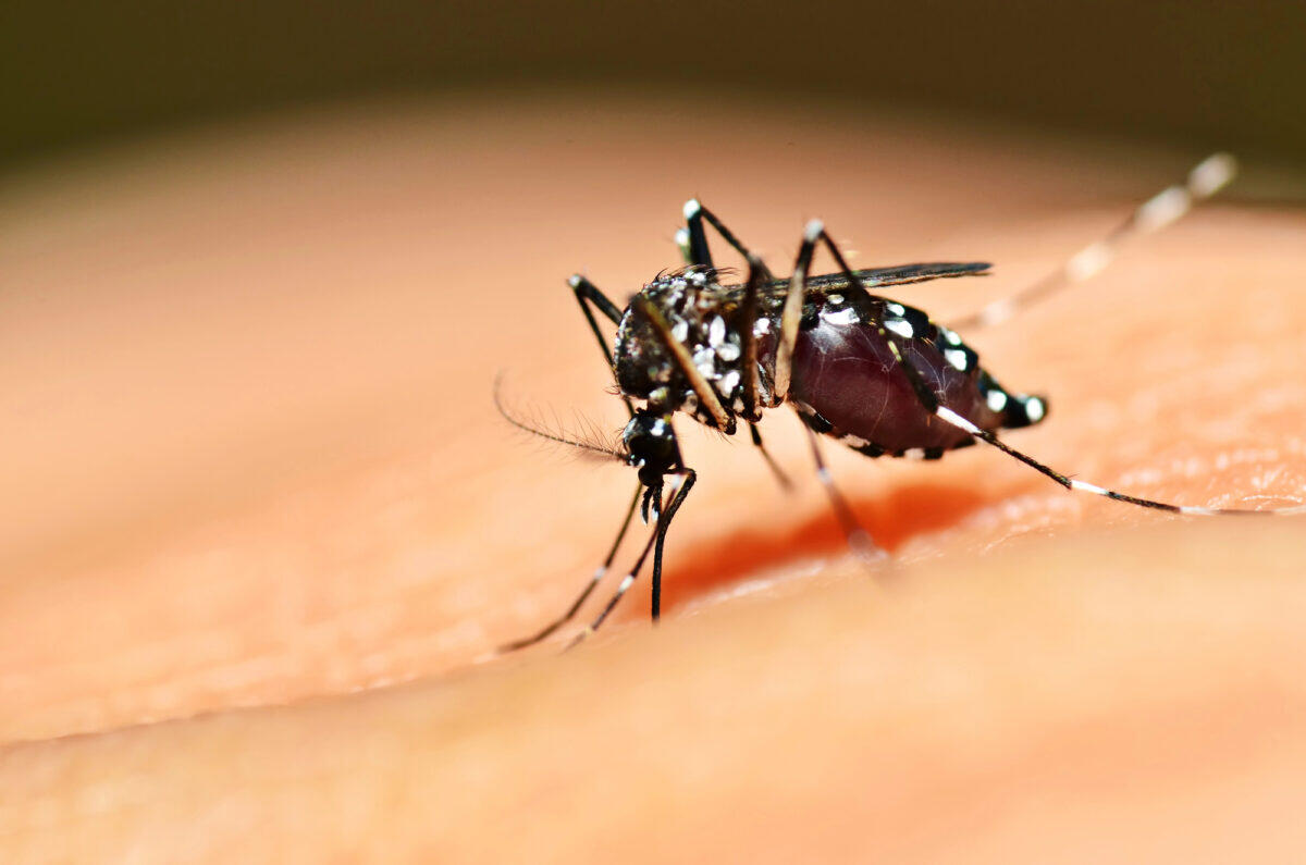 Allarme Dengue, alto il livello di allerta per la diffusione del virus brasiliano - 