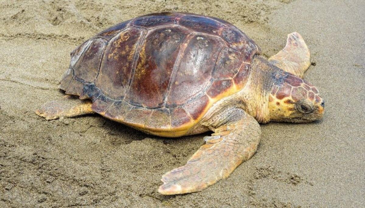 Ragusa si impegna per la tutela delle tartarughe marine e dell'habitat costiero - 