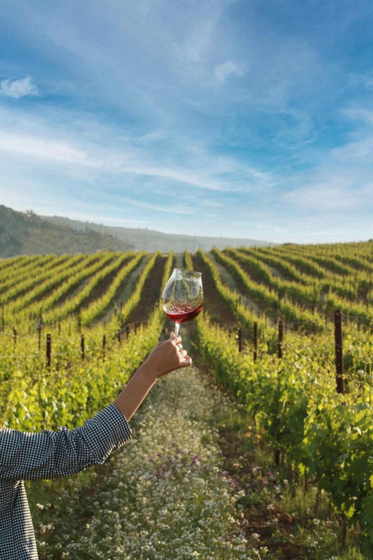 Donnafugata: Domenica tra i filari alla scoperta di natura e benessere - 