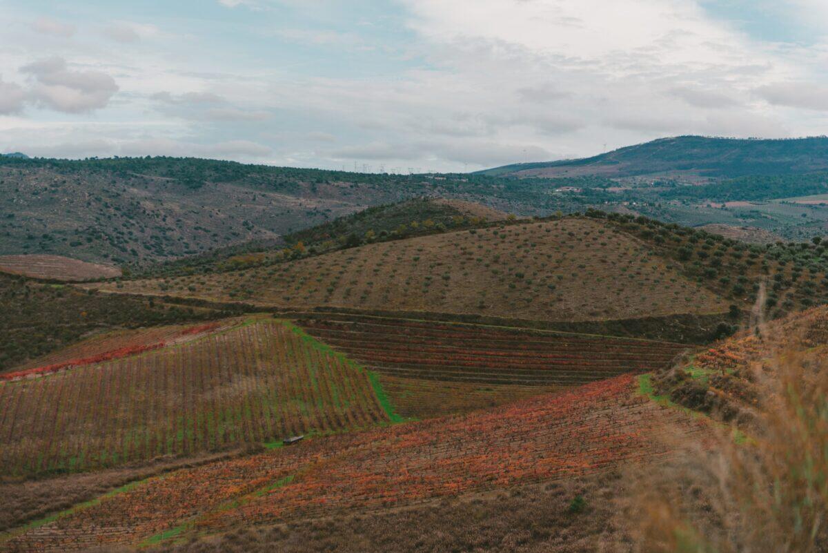 Agricoltura siciliana in crisi: agricoltori ricevono cartelle esattoriali a sorpresa - 