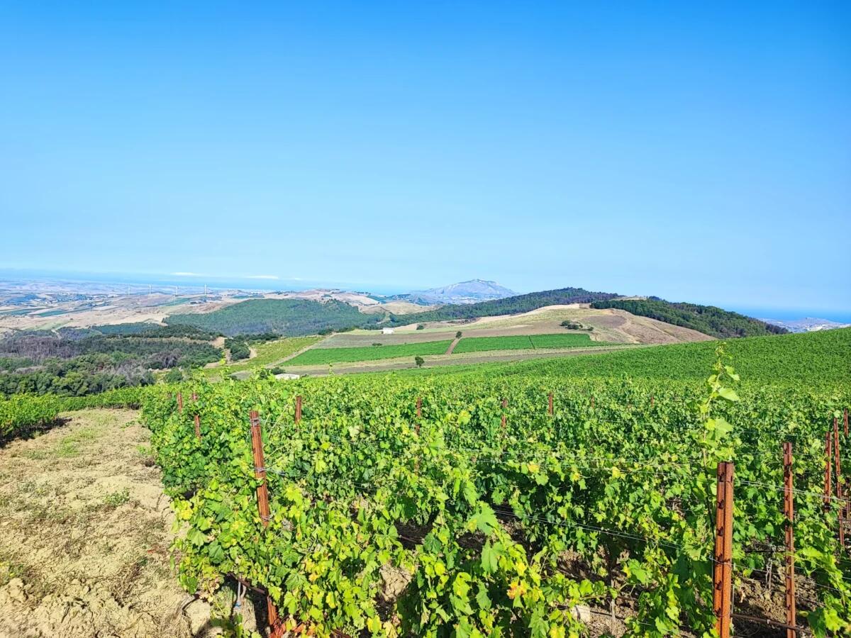 Assuli: presentazione Bosco Scorace e vino frizzante Jalilà a Vinitaly 2024 - 