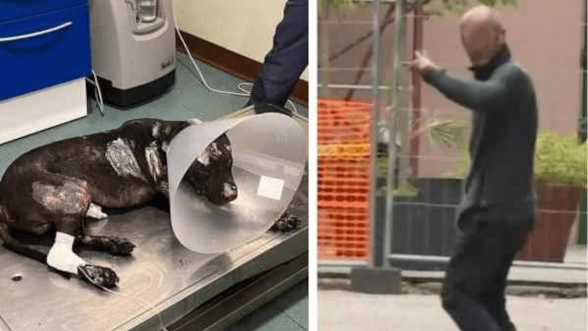 Arse vivo il cane Aron a Palermo, PM chiede l’archiviazione per il 47enne C.R. - 