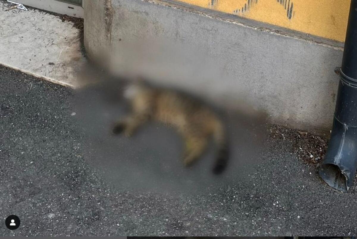 Strage di gatti a Catania, il grido del portavoce degli studenti di Giurisprudenza - 