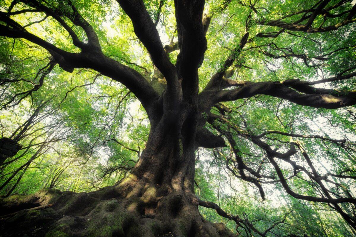 Stanziati 90 mila euro per la cura degli alberi monumentali in Sicilia - 