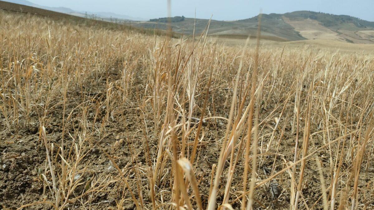 Coldiretti Sicilia dona 1,5 milioni di kg di fieno per salvare le stalle siciliane - 
