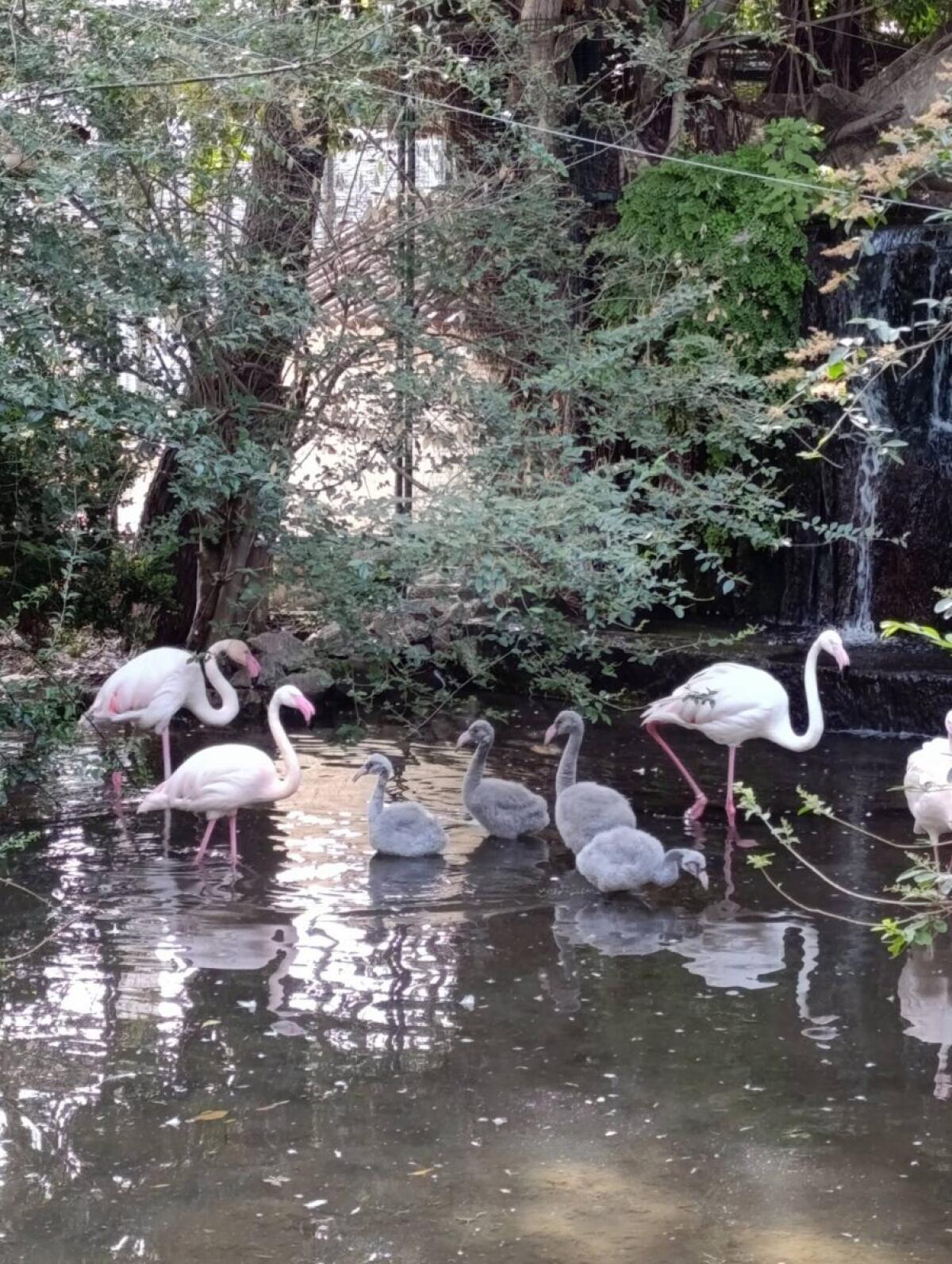 Nati cinque fenicotteri rosa nei Giardini di Palazzo d'Orléans - 