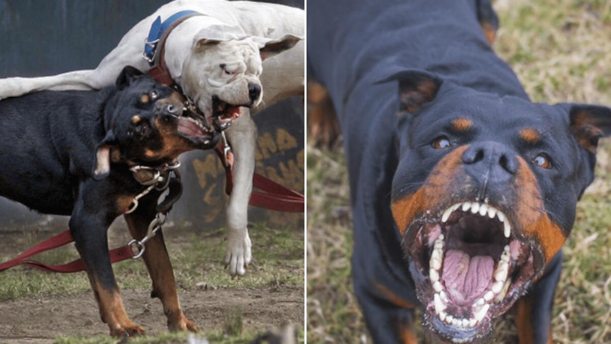 Rottweiler azzanna due bambini nel Catanese: rintracciato il cane autore dell’aggressione - 