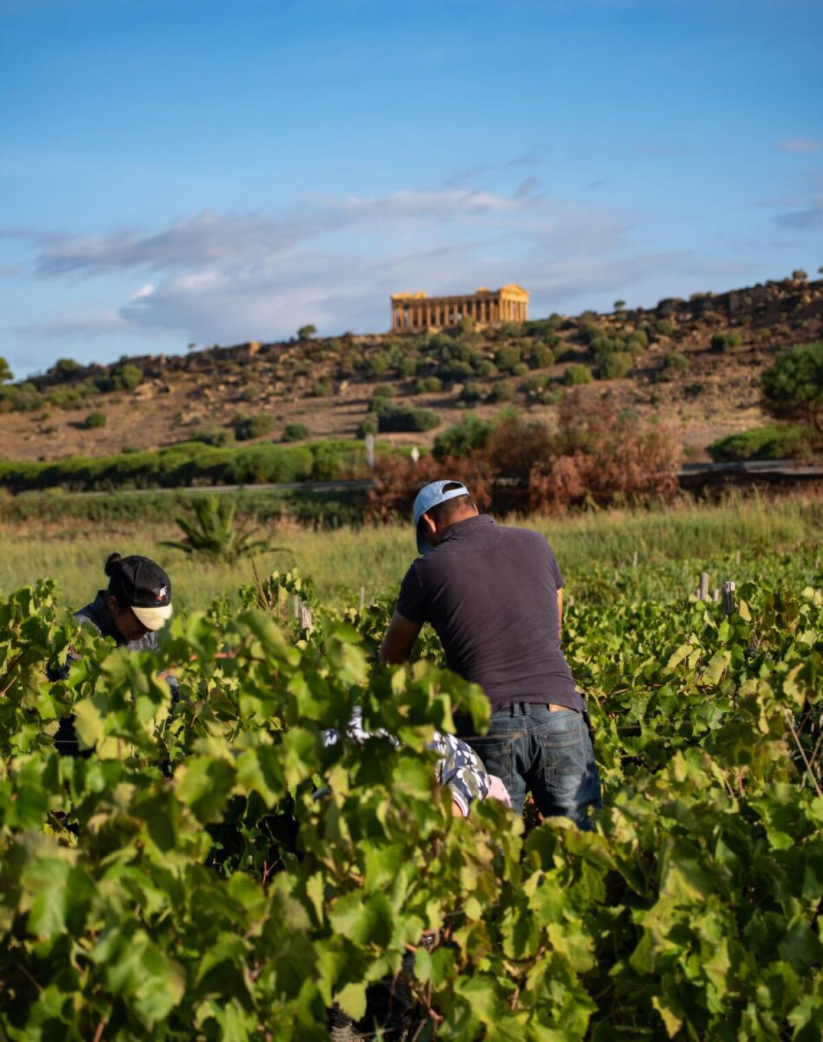 Inizia la vendemmia 2024: uve splendide e sane promettono un'annata di alta qualità! - 