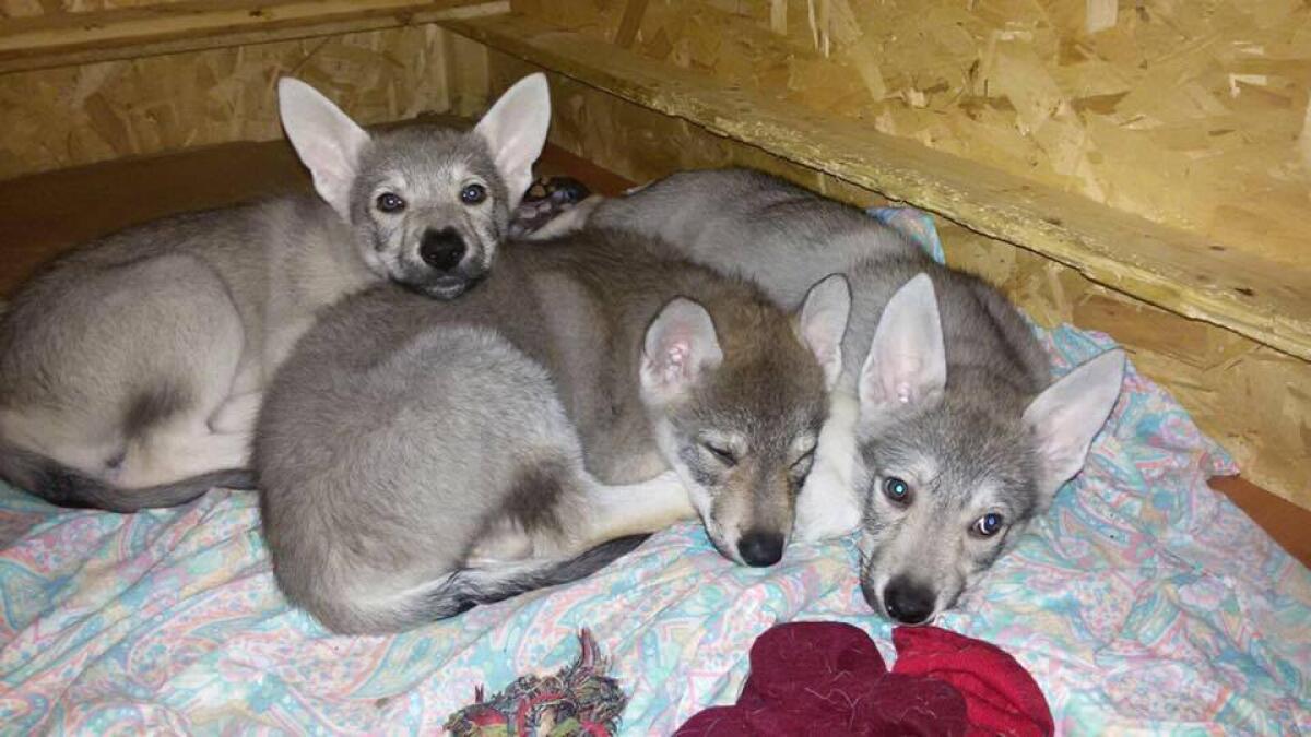 Creavano ibridi cane-lupo per il mercato nero: doppia condanna a Viterbo per traffico di animali - 