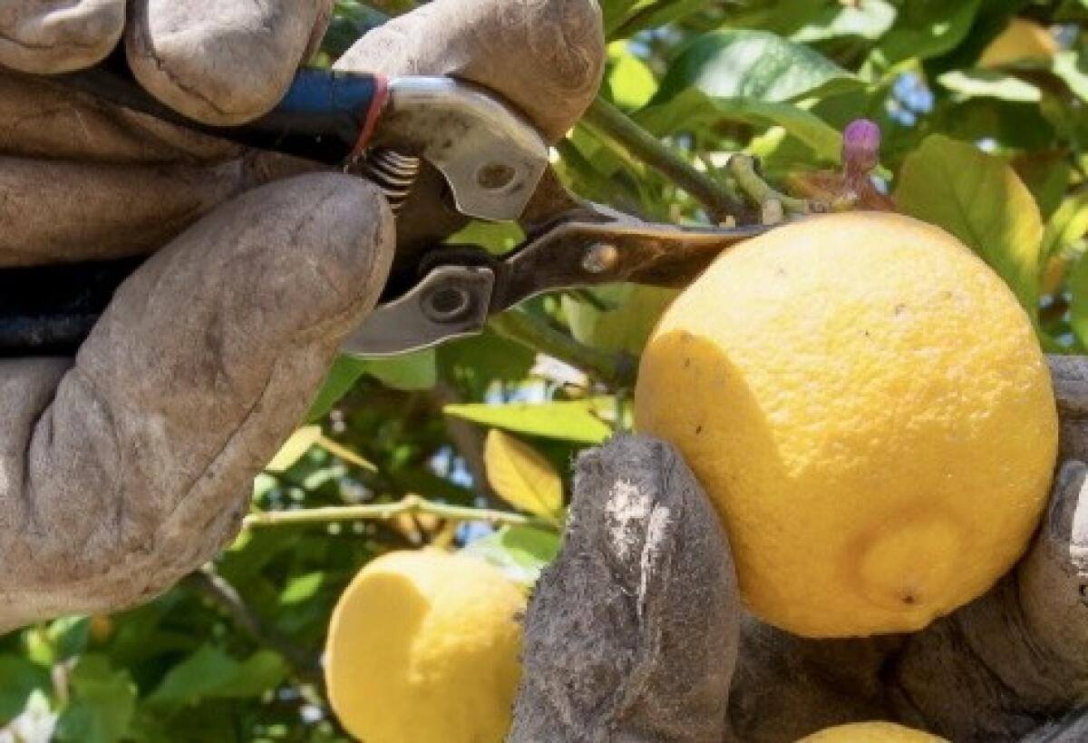 Siccità: la Regione dà il via libera all'utilizzo dell'acqua della diga Pozzillo per agrumeti e zootecnia! - 