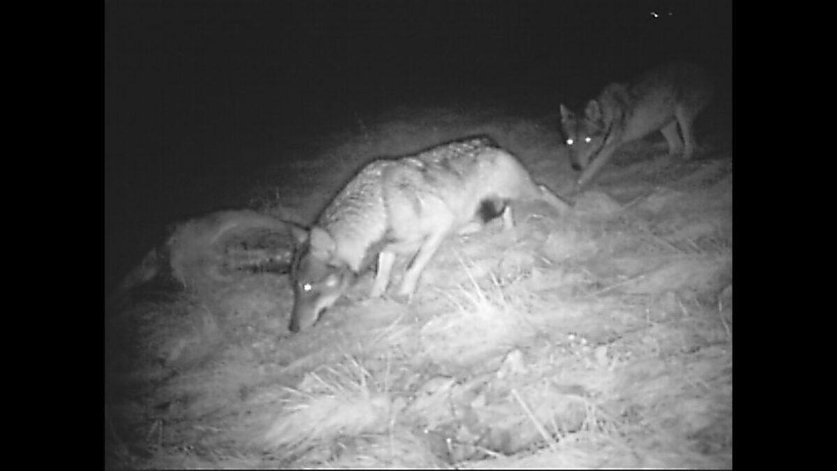 Trento abbatte gli orsi mentre Bolzano elimina i lupi: la voce degli animalisti si leva forte! - 