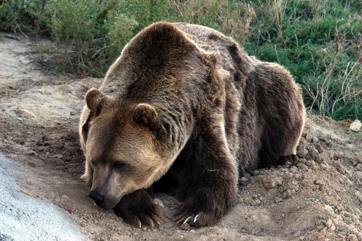 Una nuova avventura attende l'orsa Jj4: si prepara per il trasferimento in Germania! - 