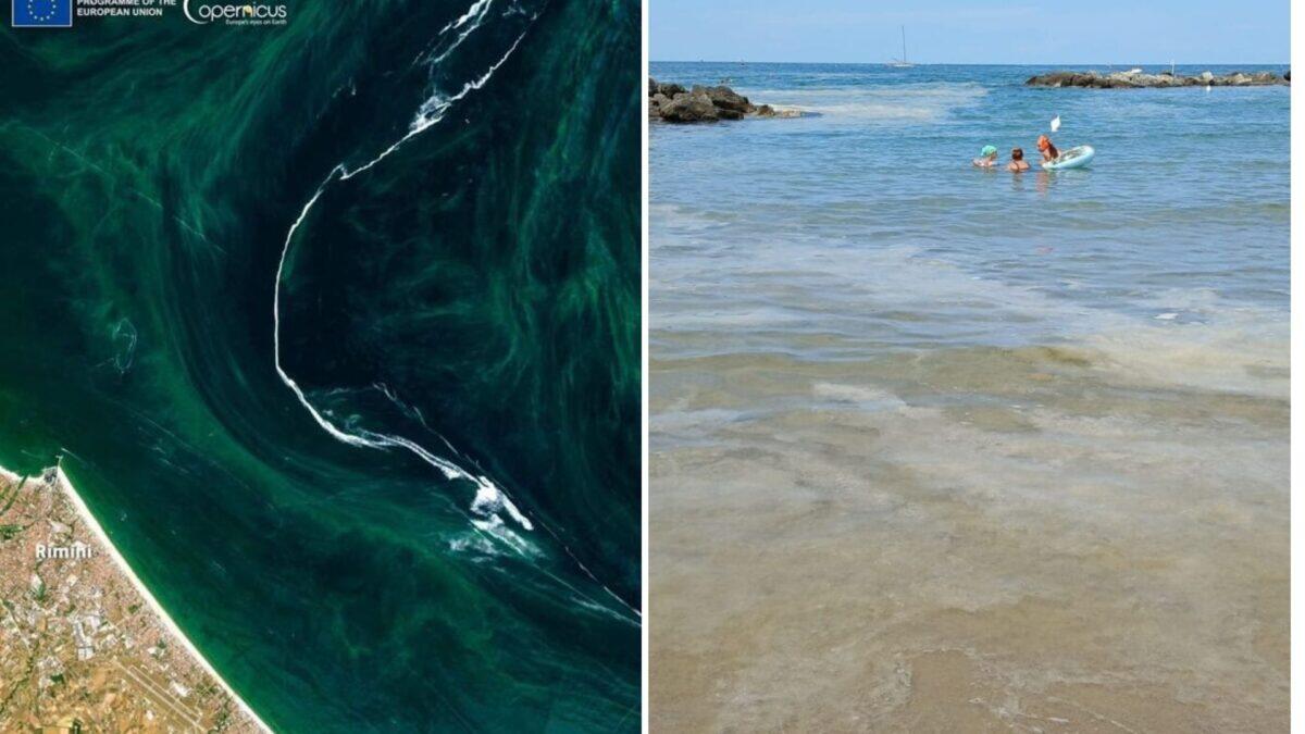 Ferragosto nel Mar Adriatico tra mucillagini, l'esperta rassicura: il peggio è passato! - 
