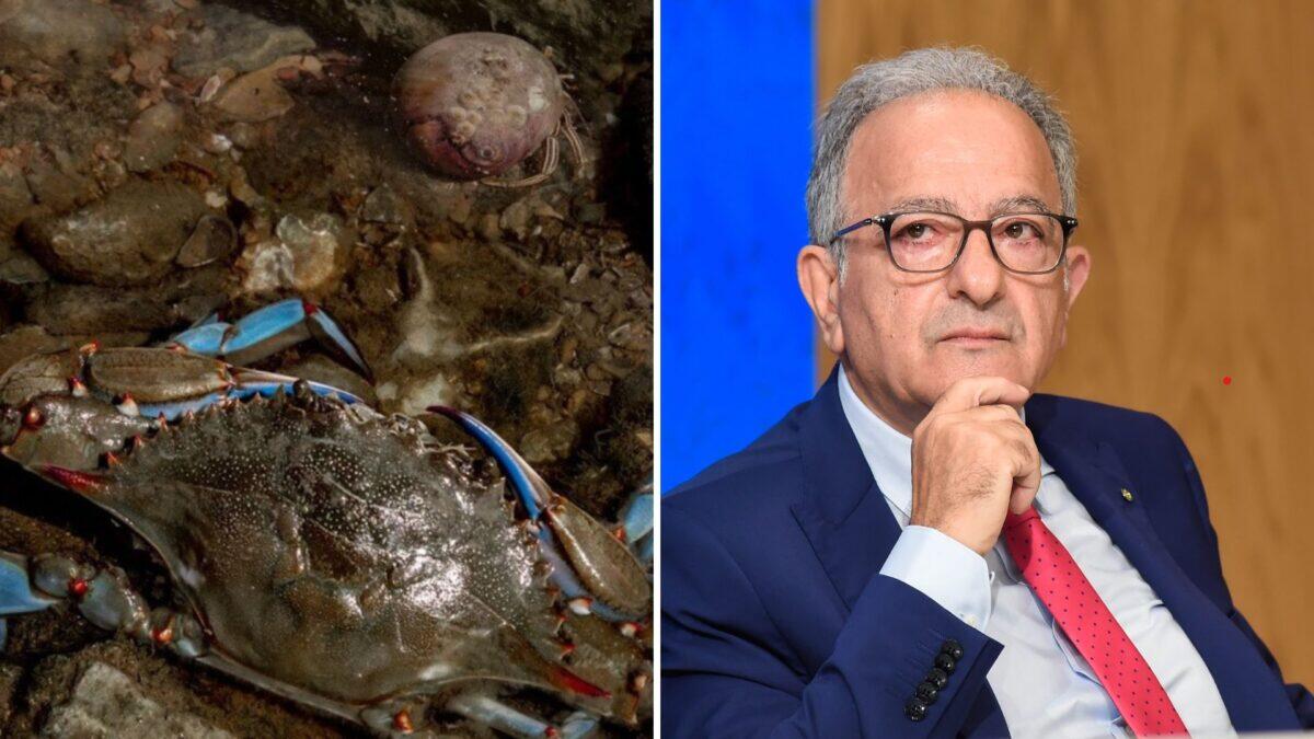 Caterino, l'ex prefetto, assume il ruolo di commissario per l'emergenza granchio blu: scopri i suoi compiti e obiettivi! - 