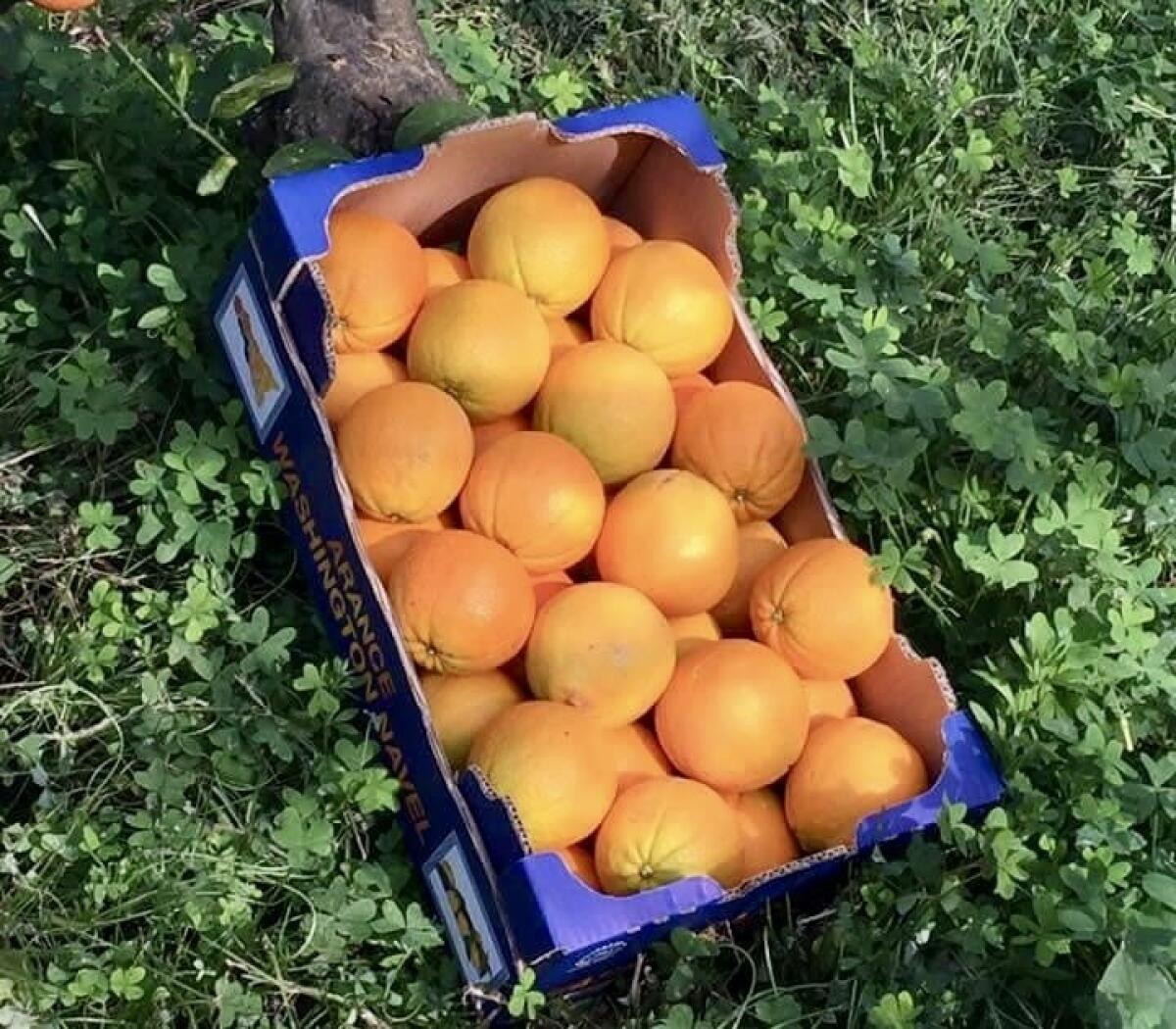 Crisi idrica: risorse scoperte per le coltivazioni dell'Agrigentino. Schifani annuncia la salvezza delle produzioni d'eccellenza! - 