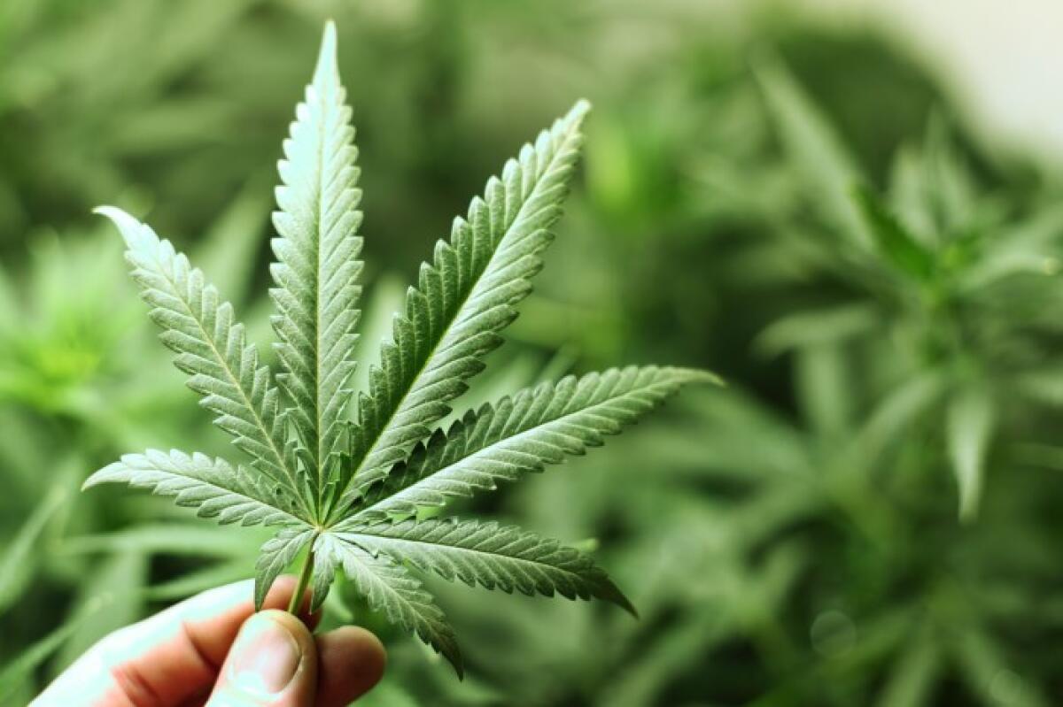 Cannabis light: la Camera boccia lo stralcio e mantiene la linea dura nel ddl sicurezza, niente più commercio! - 