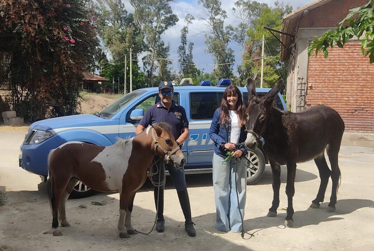 Un furto trasformato in un lieto fine: l'emozionante ritrovamento di un'asina e un pony grazie alla Polizia di Catania - 