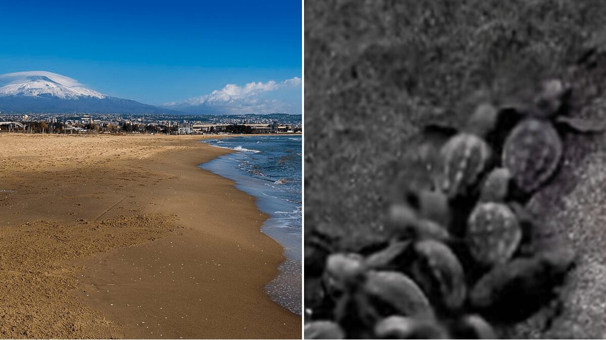 Plaia di Catania: la nascita di decine di tartarughe marine porta speranza - 