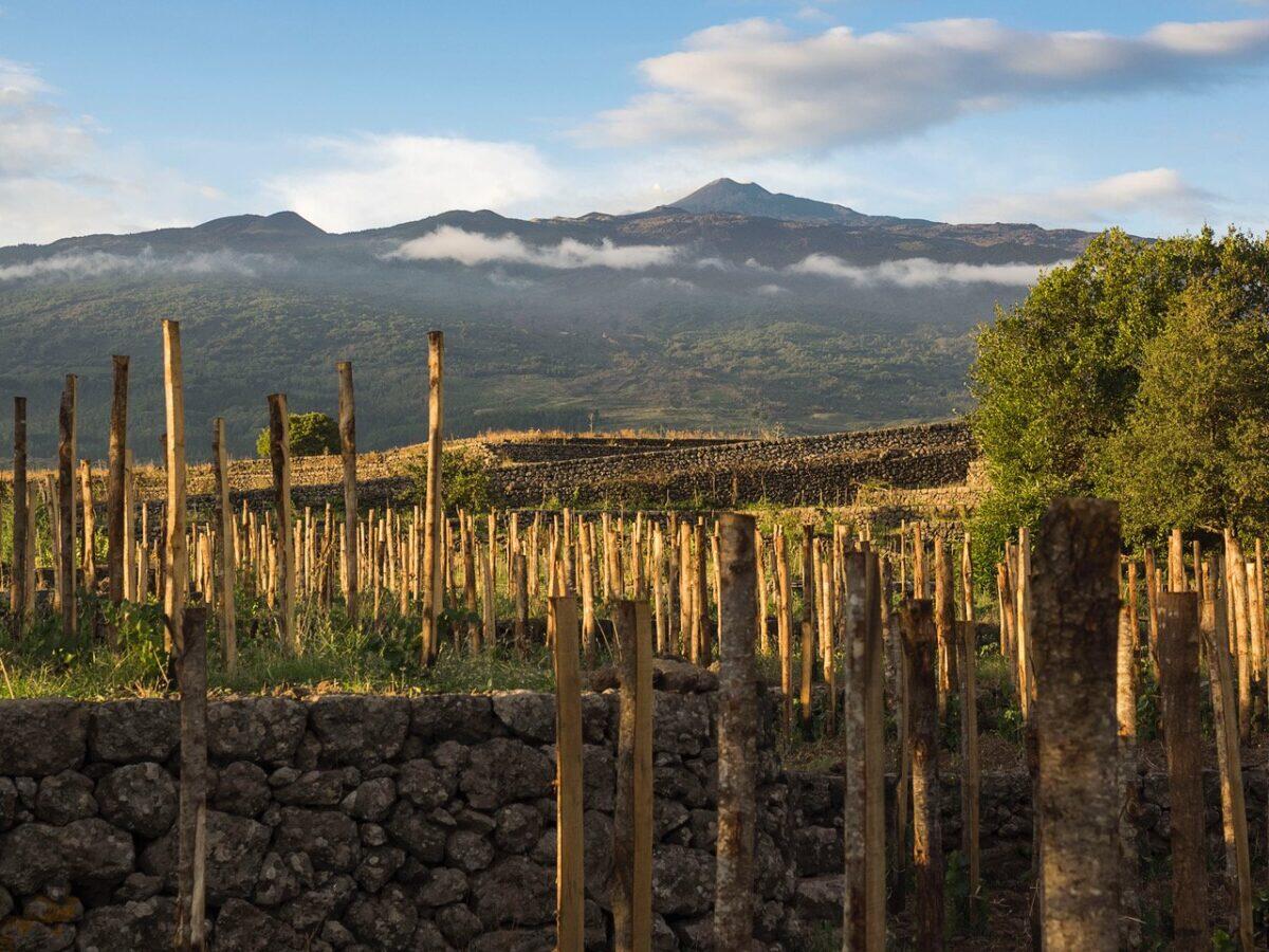 Consorzio Etna celebra una vendemmia straordinaria: qualità e quantità al top con un aumento del 60% rispetto al 2023! - 