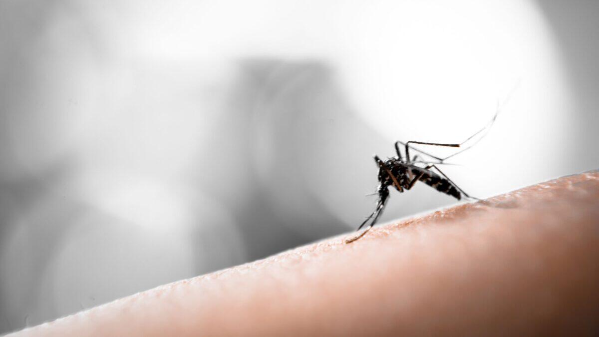 Dengue inarrestabile | Sei davvero al sicuro? Scopri perché 4 miliardi di persone rischiano! - 