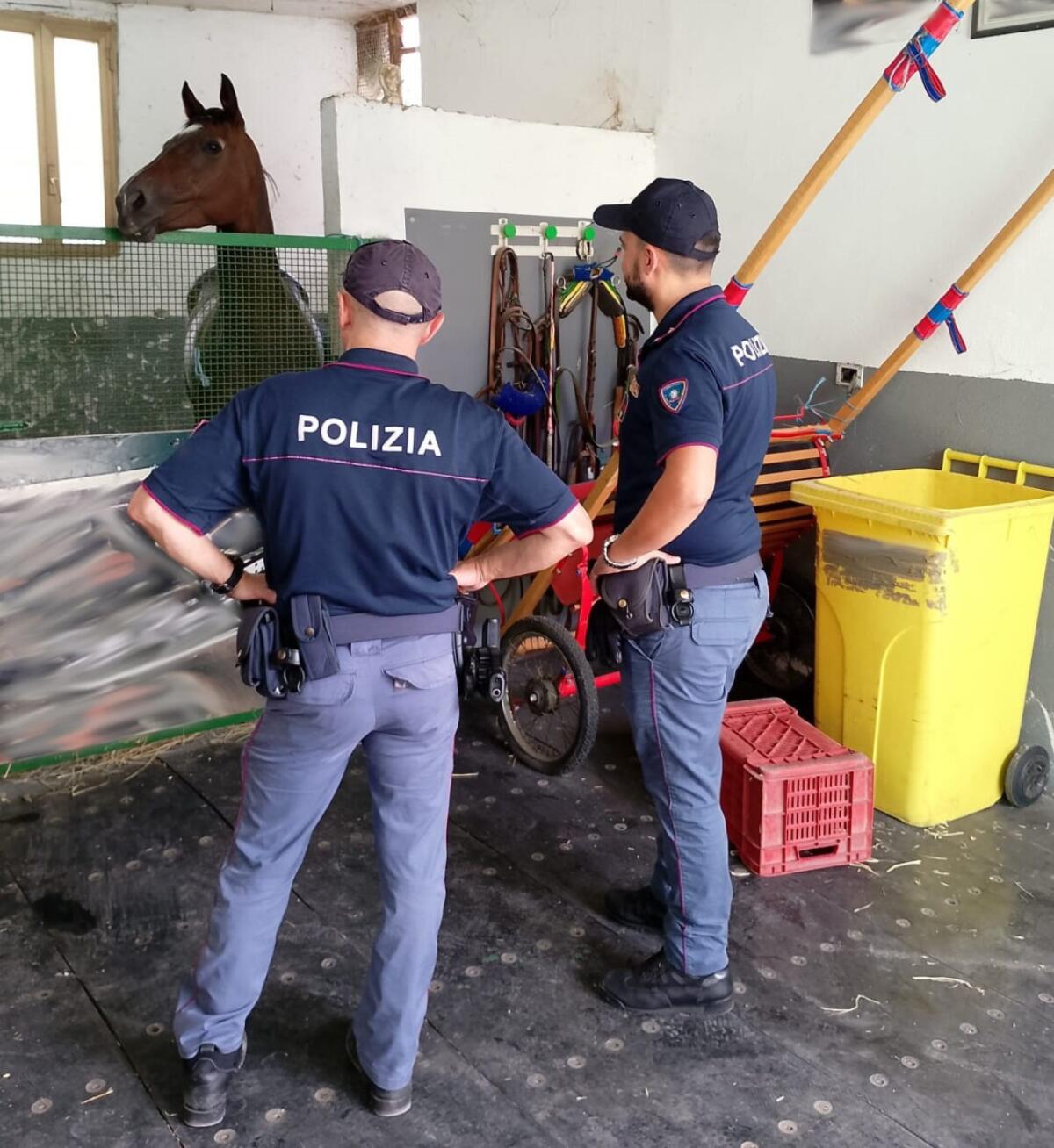 Operazione shock nel quartiere San Cristoforo | La verità sulla macellazione e le corse clandestine di cavalli ti lascerà senza parole! - 