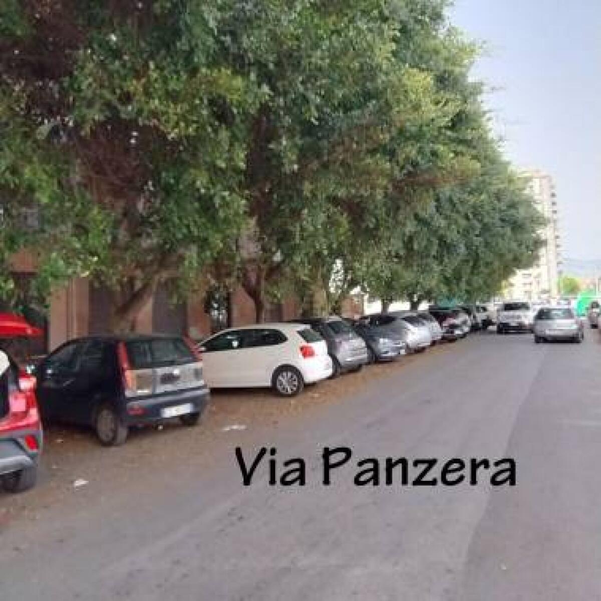 Alberi pericolosi nelle scuole | Il M5S insinua dubbi sulla sicurezza pubblica! - 