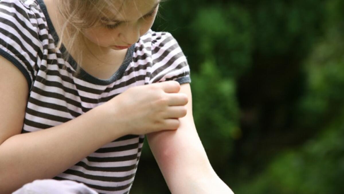 Dengue: 657 casi in Italia | È davvero il momento di preoccuparsi? - 