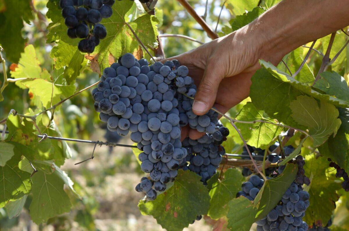 949 aziende agricole siciliane pronte al grande salto | Perché molti sono scettici sull'agricoltura di precisione? - 