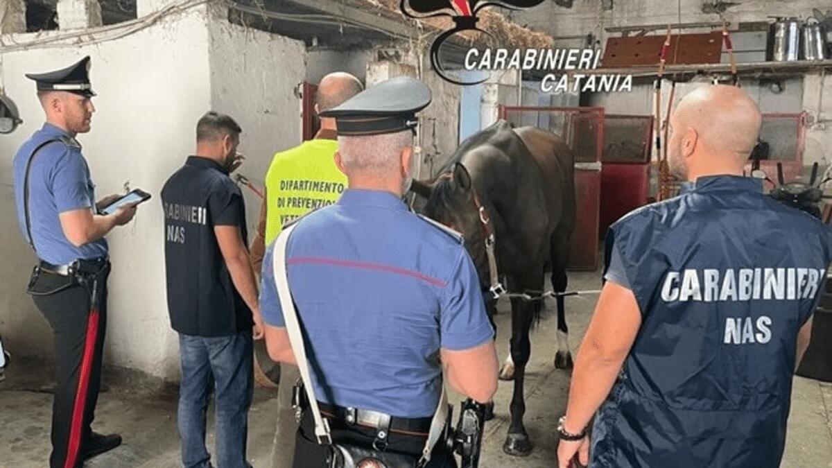 Scoperta stalla abusiva a San Cristoforo: cavalli utilizzati per corse clandestine [VIDEO] - 