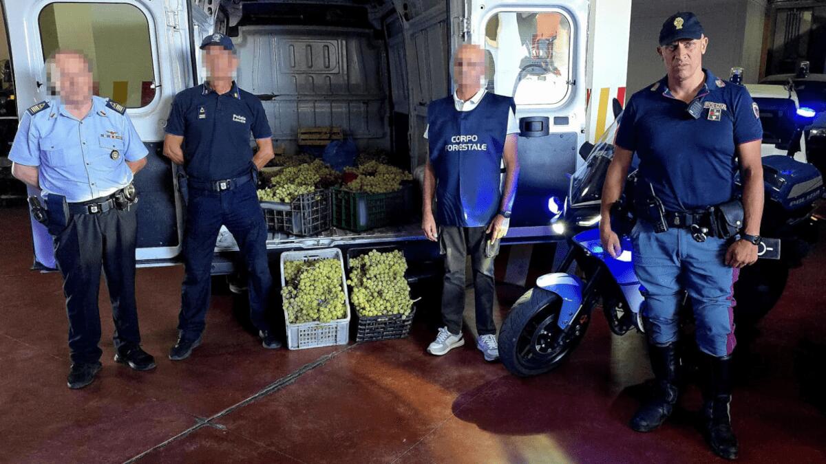 Produttori agricoli denunciano furti: Polizia trovata prodotti nei mercati ambulanti di Catania   - 