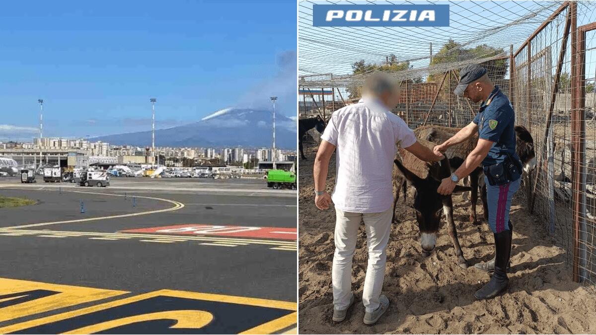 Asini in fuga verso l’aeroporto di Catania: Polizia scopre stalla abusiva nel parcheggio - 