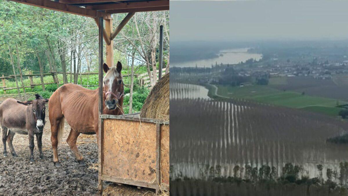 Piena del Po supera la soglia rossa | Mantova e Ferrara in allerta, ma chi pensa solo ai cavalli? - 