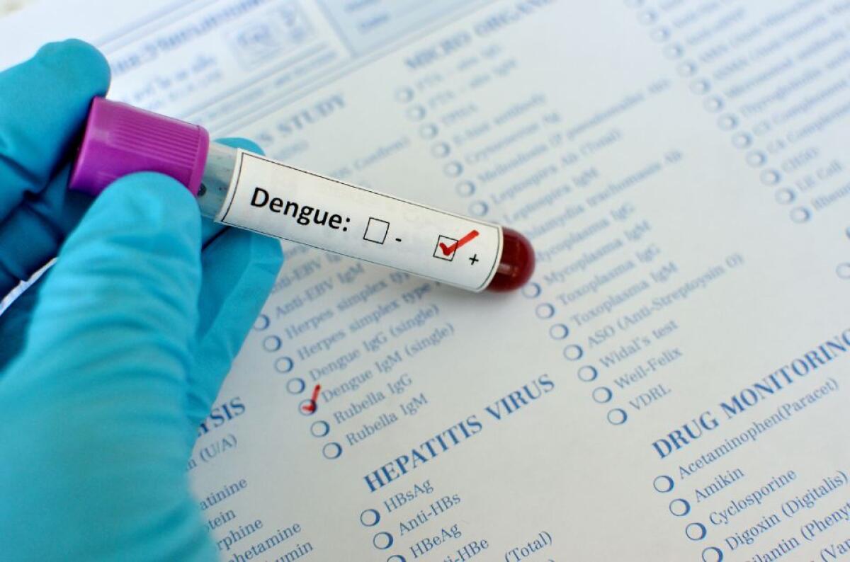 Dengue in aumento in Italia | Ma a Fano la situazione è in forte calo e non ci sono decessi! - 