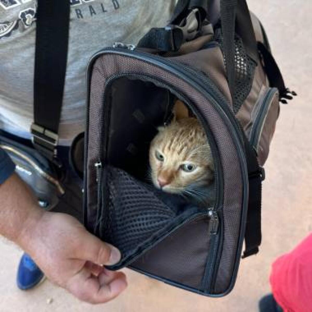 Sold out di microchip a Palermo | Perché i cittadini si mobilitano così tanto per i loro animali? - 