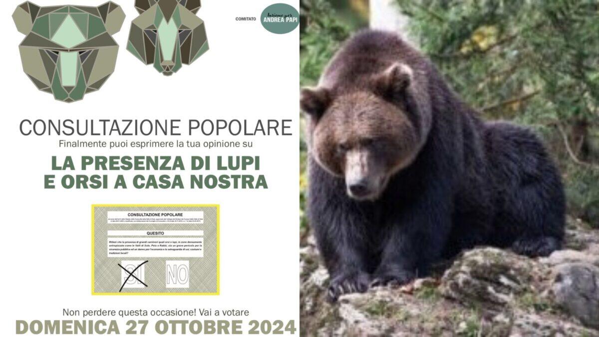 Referendum in Val di Sole: Gli abitanti dicono "no" a orsi e lupi, ma i rischi per la sicurezza sono reali? - 
