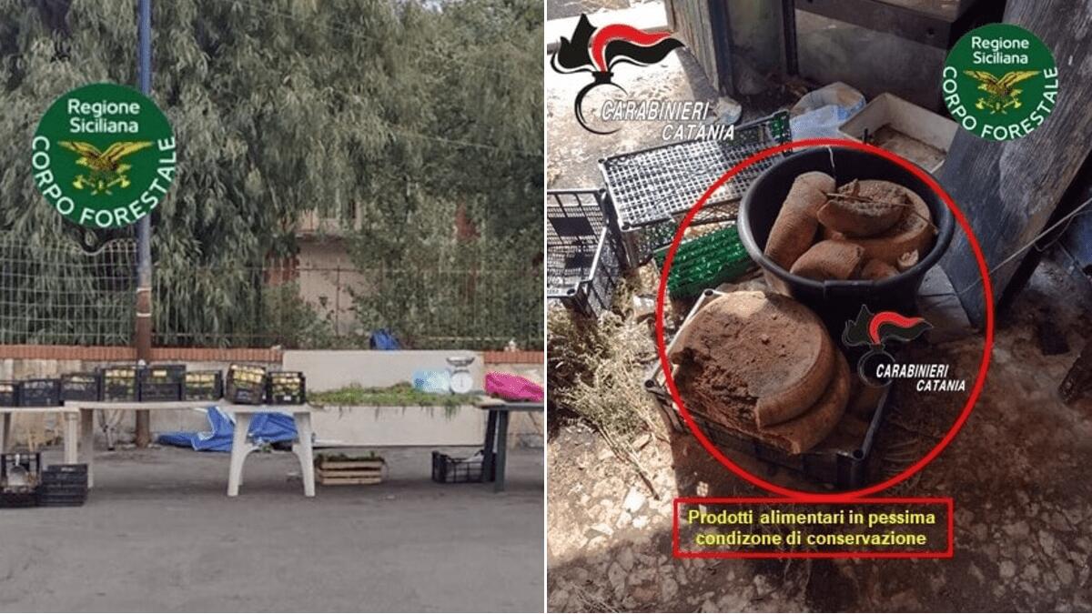 Pensionato con bancarella abusiva nel Catanese: sequestrati e distrutti 500 chili di alimenti - 