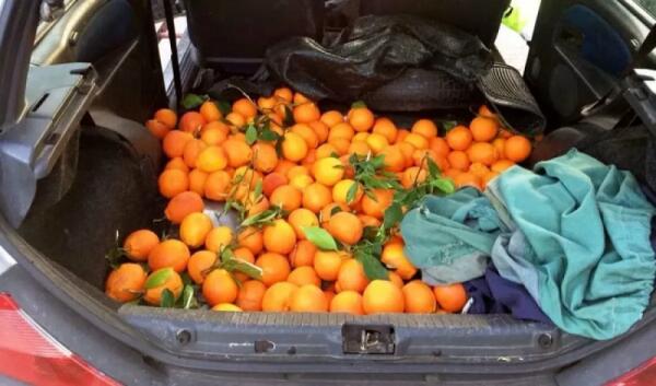 Ladri di arance in trasferta si fanno cogliere con le mani nel sacco