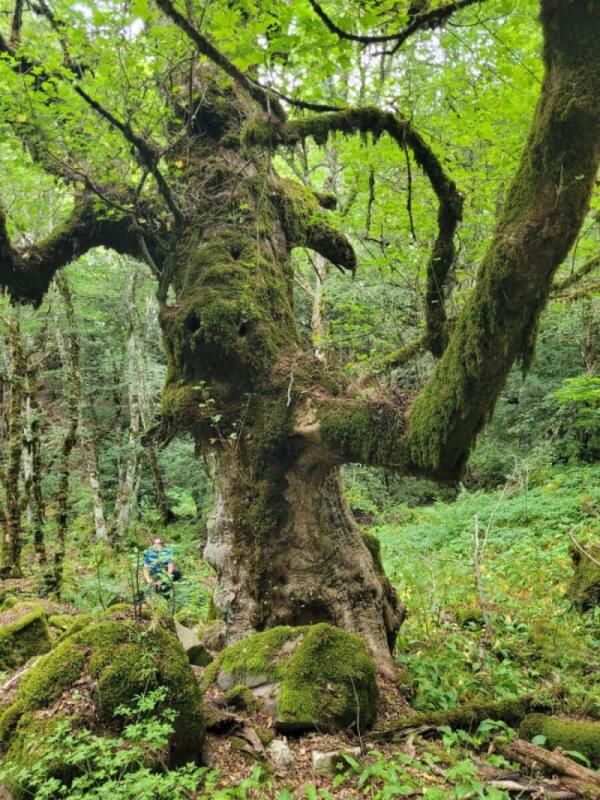 Scoperti 21 boschi vetusti in Regione Siciliana | Ecco perché sta cambiando la nostra concezione di patrimonio naturale!