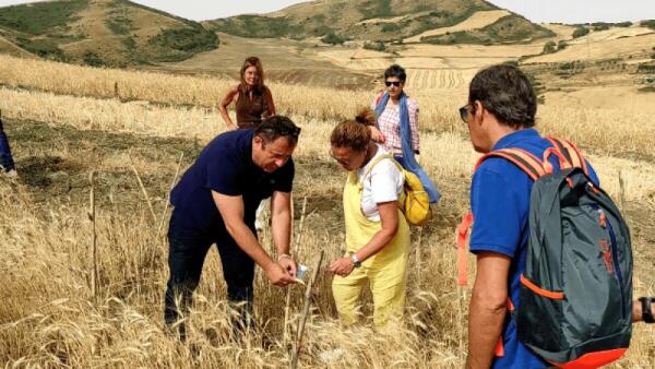 Il grano siciliano diventa il simbolo del futuro sostenibile | Sei pronto a cambiare la tua percezione dell'agroalimentare?