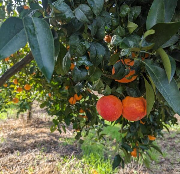 Arancia Rossa di Sicilia: la sfida della sostenibilità che sorprende tutti | Le importazioni straniere mettono a rischio il mercato?