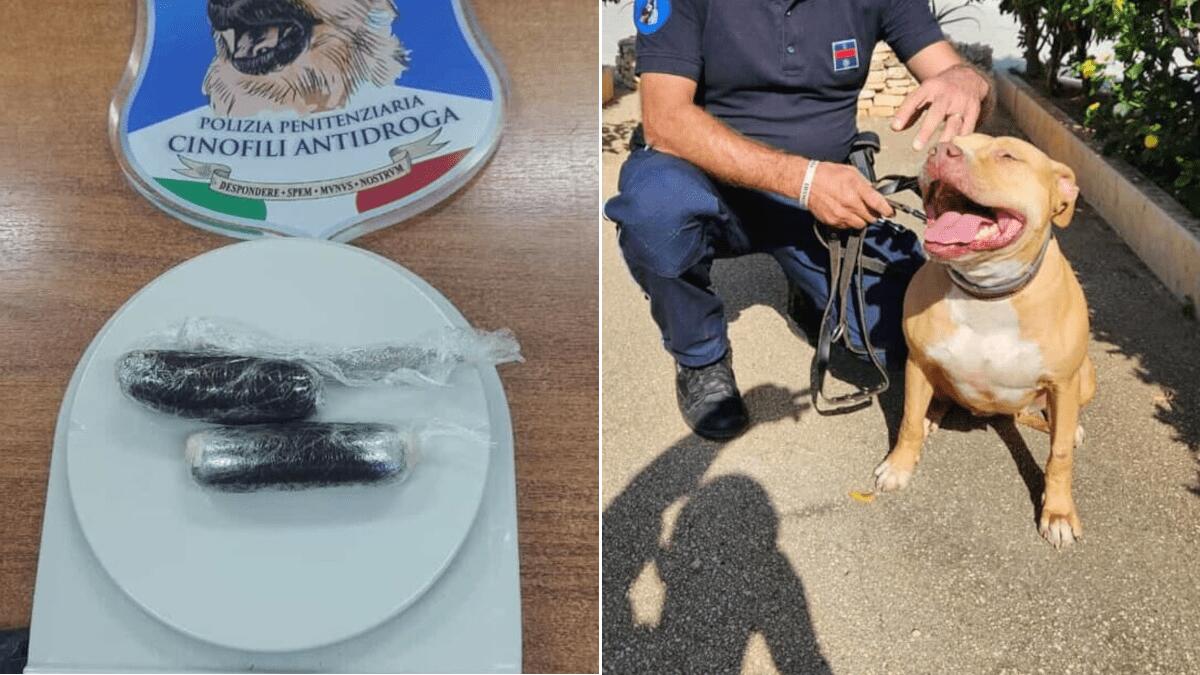 Trasferimento detenuto da Catania a Palermo: cane Margot trova hashish nel deretano - 