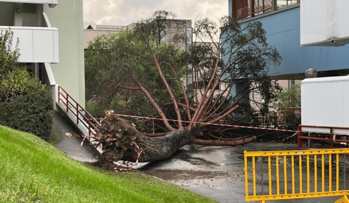 Albero di 15 metri crolla all’Università di Salerno | È davvero sicuro studiare lì? - 