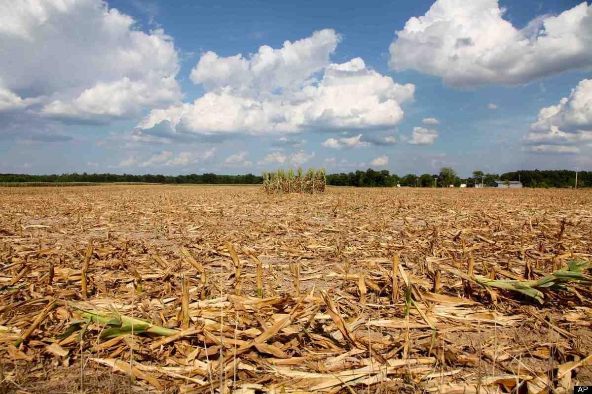 Massiccia adesione al bando della Regione Siciliana | Gli agricoltori stanno finalmente ricevendo l'aiuto tanto atteso?