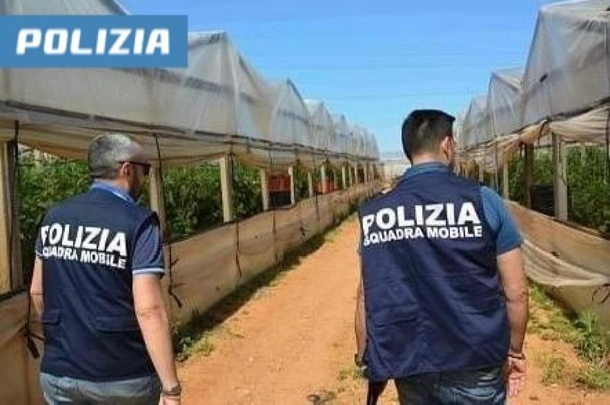 Controlli shock nelle serre di Ragusa | Scopri cosa nasconde davvero l'industria agricola! - 