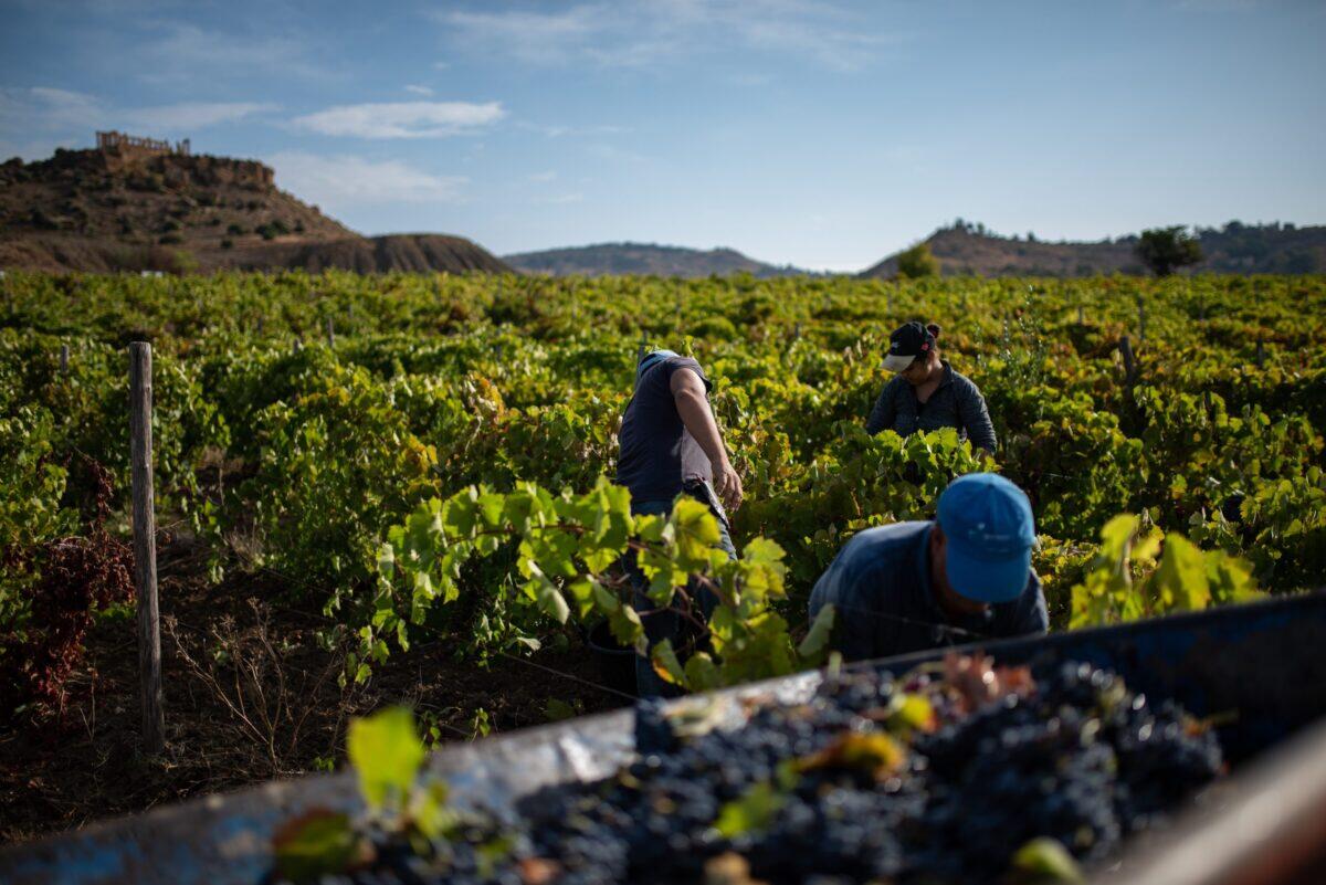 Vendemmia 2024 in Sicilia | Come la siccità ha prodotto vini di qualità mai visti prima! - 